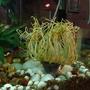 fish tank picture - plants1
