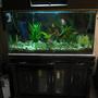 fish tank picture - t2