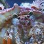 corals inverts - dardanus calidus - hermit crab stocking in 34 gallons tank - this is my sump boss