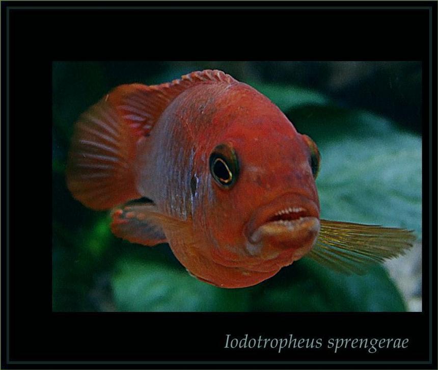 Rated #63: Freshwater Fish - Iodotropheus Sprengerae - Rusty Cichlid Stocking In 180 Gallons Tank - Iodotropeus sprengerae is from my aquarium