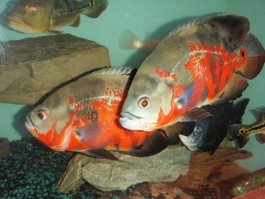 Rated #217: Freshwater Fish - Astronotus Ocellatus - Red Oscar Stocking In 275 Gallons Tank - oscars