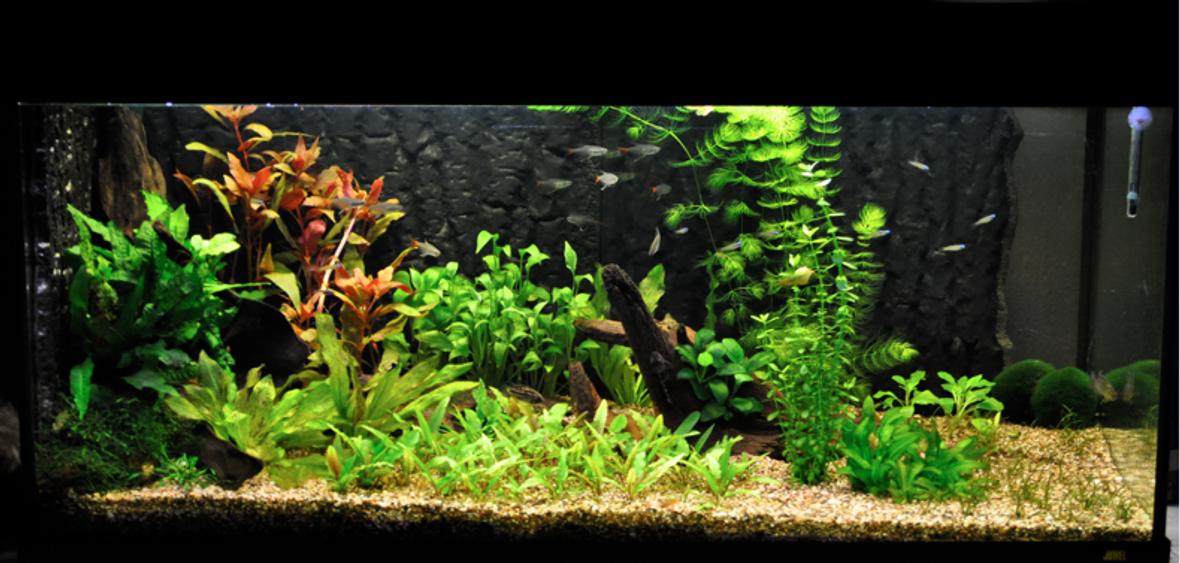 42 gallons planted tank (mostly live plants and fish) - my 45 gallon aquarium