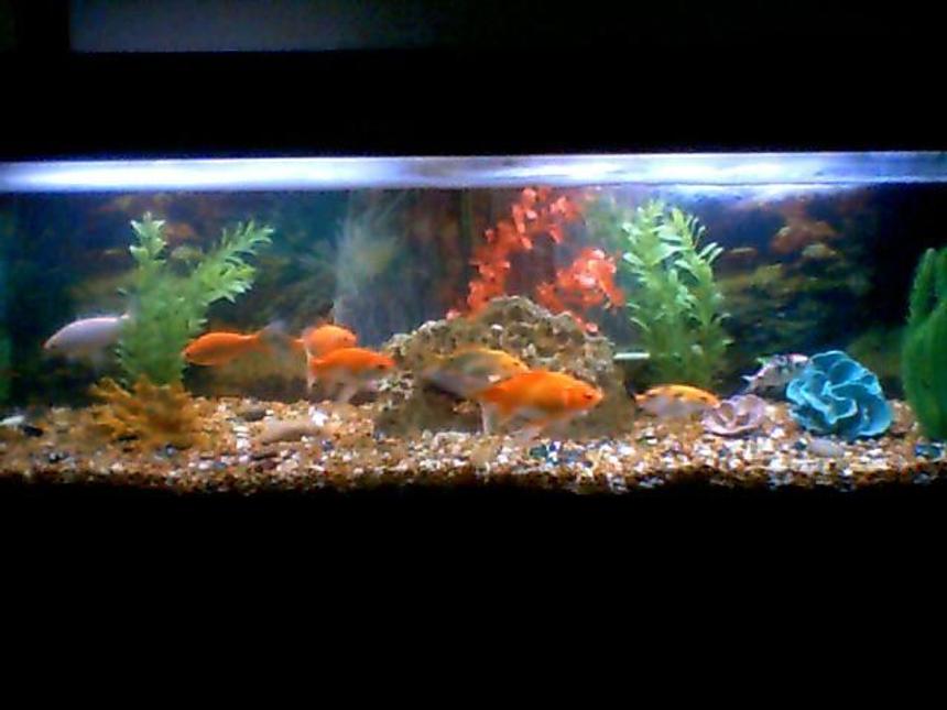 Rated #283: 40 Gallons Freshwater Fish Tank - 40 GALLON. 3 KOI AND 5 FANTAIL GOLD FISH.