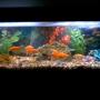 40 gallons freshwater fish tank (mostly fish and non-living decorations) - 40 GALLON. 3 KOI AND 5 FANTAIL GOLD FISH.
