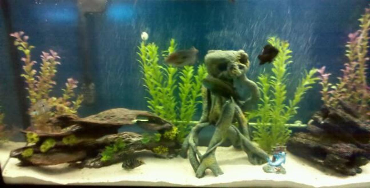 60 gallons freshwater fish tank (mostly fish and non-living decorations) - cichlid tank