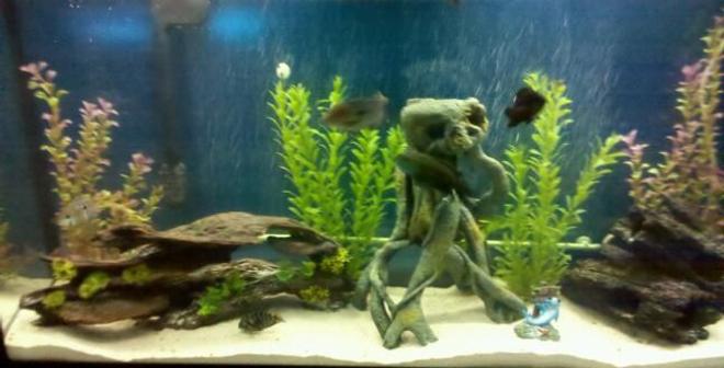 60 gallons freshwater fish tank (mostly fish and non-living decorations) - cichlid tank