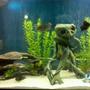 60 gallons freshwater fish tank (mostly fish and non-living decorations) - cichlid tank