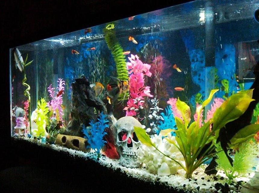 Rated #201: 55 Gallons Freshwater Fish Tank - my 55 gallon community freshwater tank,check it out!!