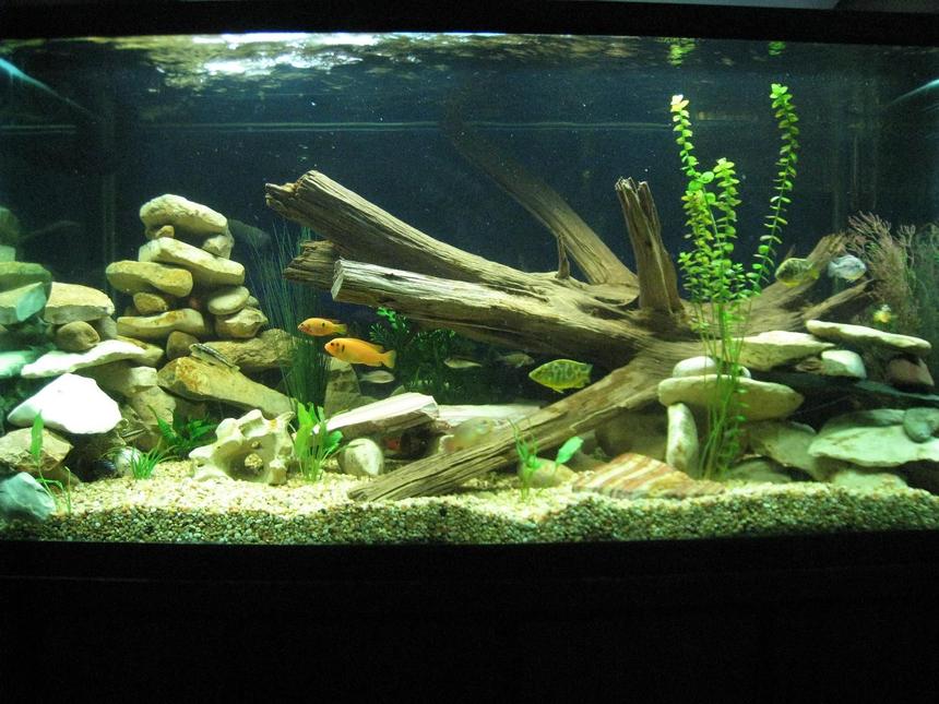 Rated #34: 120 Gallons Freshwater Fish Tank