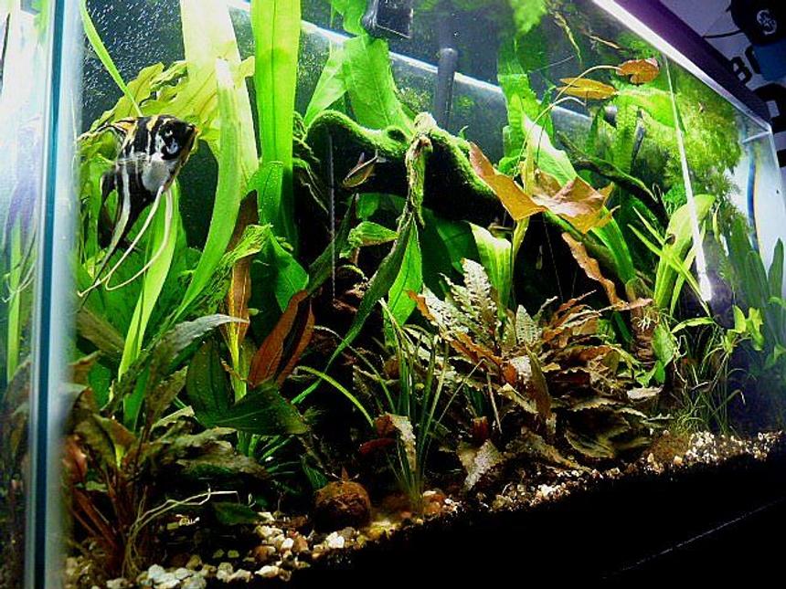 Rated #113: 38 Gallons Planted Tank - My 38 gallon all-glass planted tank. It's about 2 years old. I added a Co2 system three months ago. Plants are going crazy.