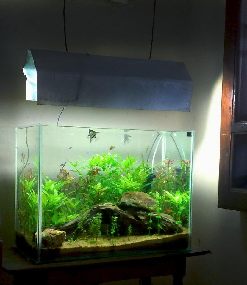 Rated #44: 22 Gallons Planted Tank - my 22G low light hitech tank.DIY co2 CFL lighting