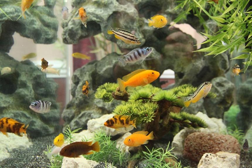 Rated #36: 58 Gallons Freshwater Fish Tank - My aquarium can be viewed from all 4 sides. This is the most panoramic view. Please see all the other photos too