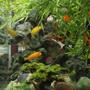 fish tank picture - Another photo. it is hard to choose which one is best