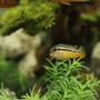freshwater fish - melanochromis auratus - auratus cichlid stocking in 58 gallons tank - Auratus