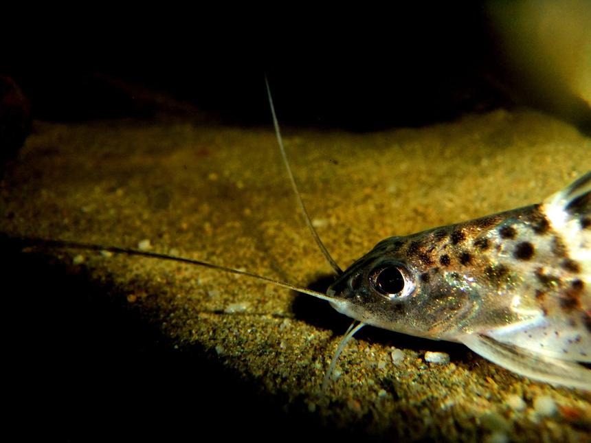 Rated #45: Freshwater Fish - Pimelodus Pictus - Pictus Cat Stocking In 55 Gallons Tank - Pictus Catfish