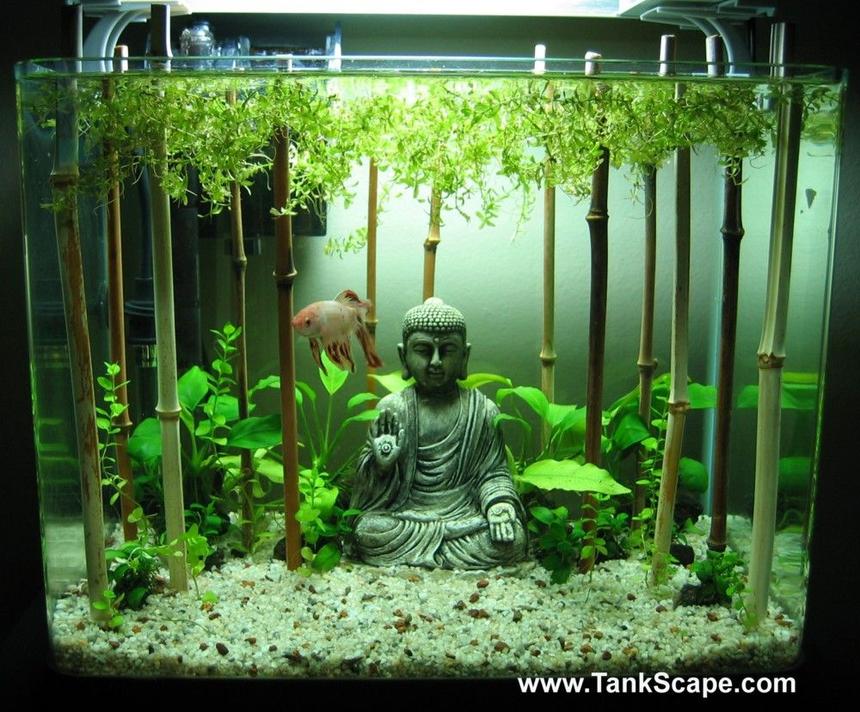 Rated #36: 4 Gallons Planted Tank - My Buddha Betta Tank