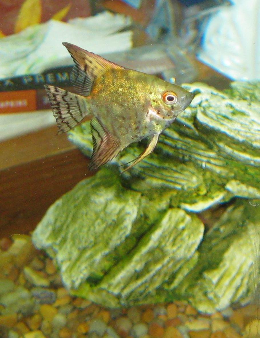 freshwater fish - pterophyllum sp. - smokey leopard veil angel stocking in 30 gallons tank - Angel Fish