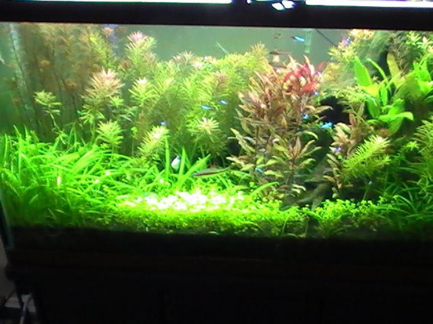 Rated #34: 42 Gallons Planted Tank - Rescaped 42 gallon tank