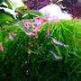 fish tank picture - Shrimps feeding