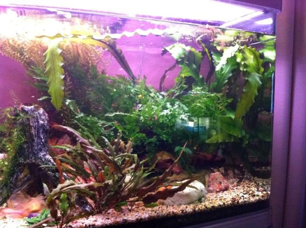 fish tank picture - Right hand side of aquarium