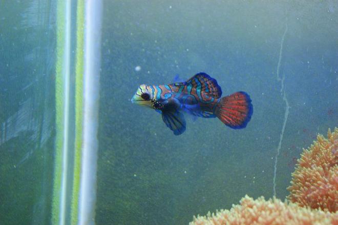 saltwater fish - synchiropus splendidus - green mandarin stocking in 3 gallons tank - manderin goby