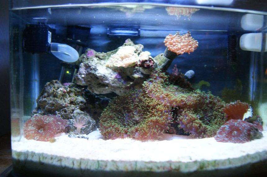Rated #94: 3 Gallons Reef Tank - 3g picotope