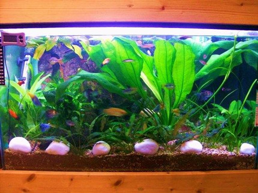 Rated #124: 34 Gallons Planted Tank - work in progress!