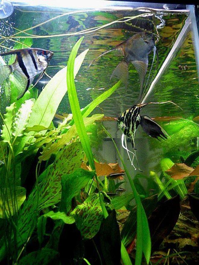 freshwater fish - pterophyllum sp. - marble veil angel stocking in 38 gallons tank - Three of my South American Cichlids. 2 Oronocco Angels, 1 Black Marbel Fantail Angel