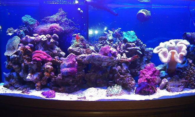72 gallons reef tank (mostly live coral and fish) - Reef Tank