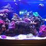 72 gallons reef tank (mostly live coral and fish) - Reef Tank