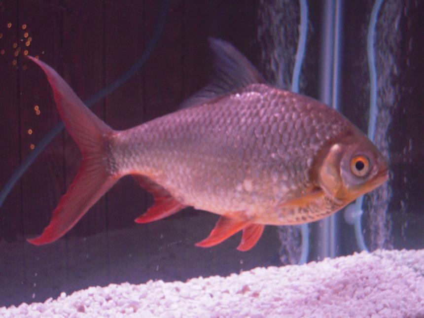 Rated #90: Freshwater Fish - Barbus Schwanefeldi - Tinfoil Red Tail Barb Stocking In 55 Gallons Tank - my 14yr old red fin tinfoil barb