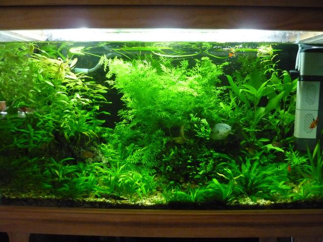 45 gallons planted tank (mostly live plants and fish) - 150L Fresh water planted community