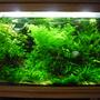 45 gallons planted tank (mostly live plants and fish) - 150L Fresh water planted community