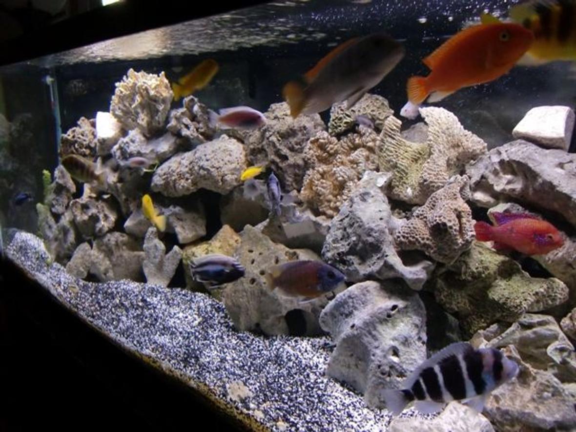 75 gallons freshwater fish tank (mostly fish and non-living decorations) - 75 Gallon African Cichlid Set-up