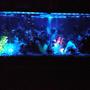 fish tank picture - 55 gafreshwater 55 gallon thats AWESOME!!!! Description: 55 gallon freshwater fish tank!!we love it...check it out and vote!!!!:-) Advice: be patience!!its very helpful believe it or not!! Fish: glow fish,guppies,peacock eels,upside down catfish,sucker fish,gohst shrimp,afircan dworf frogs,mollys,lil of everything Corals/Plants: variety of things,drift wood,moss ball,live plants, fake plants,lil of everything!!check it out!! Quote: nothing comes to a sleeper but a dream!! About Yourself: just got into the fish thing...its soothing and keeps me out of trouble,and lets me relax after a hard day at the office!!check it out and vote!!llon black light system!!!