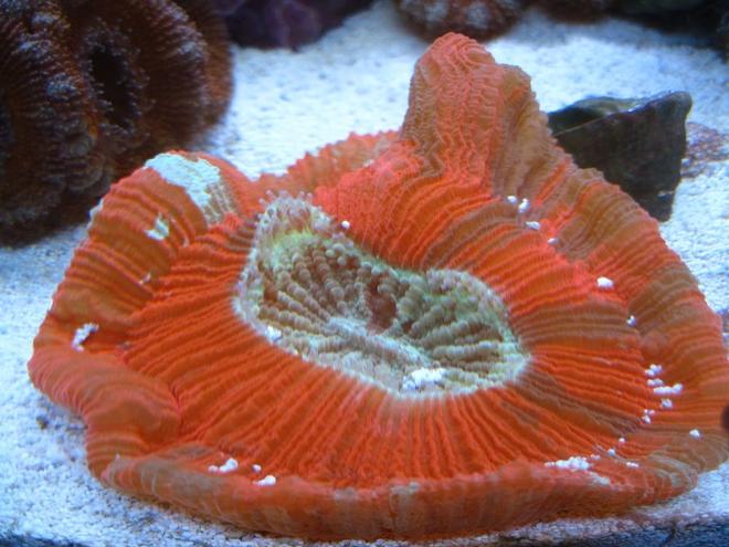 corals inverts - trachyphyllia geoffroyi - brain coral, trachyphyllia stocking in 12 gallons tank - Brain Coral