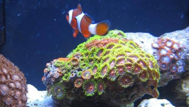 corals inverts - zoanthus sp. - colony polyp, orange/green stocking in 12 gallons tank - Clown fish and Zoas