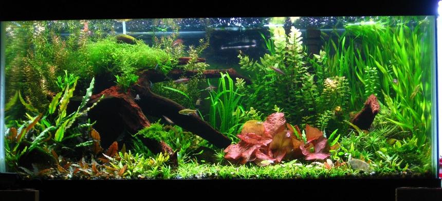 Rated #2: 40 Gallons Planted Tank - Update of my tank aprox. 7mo. old! grew up real quickly! Just added some pearl blue and red cherry shrimp in the tank to control algae. crypts are back and coming in nicely!