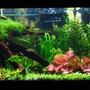 40 gallons planted tank (mostly live plants and fish) - Update of my tank aprox. 7mo. old! grew up real quickly! Just added some pearl blue and red cherry shrimp in the tank to control algae. crypts are back and coming in nicely!