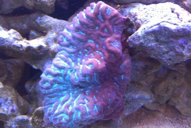 corals inverts - platygyra sp. - brain worm platygyra coral stocking in 72 gallons tank - Red/Green Brain Coral