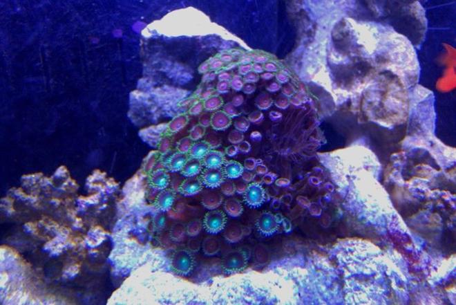 corals inverts - zoanthus sp. - colony polyp, eagle eye stocking in 72 gallons tank - Yellow, green, brown Zo's