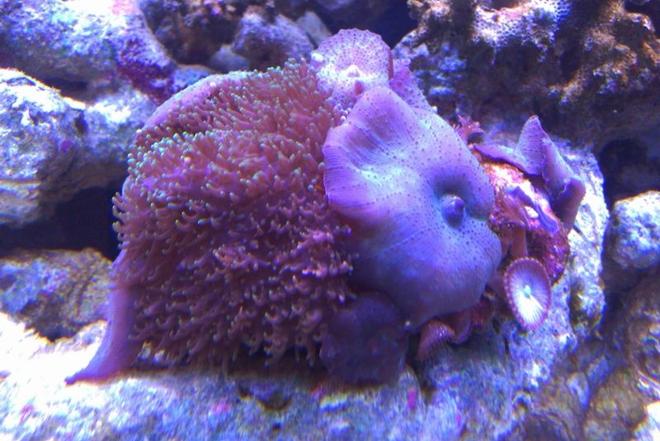 corals inverts - actinodiscus sp. - blue mushroom stocking in 72 gallons tank - Blue Mushrooms