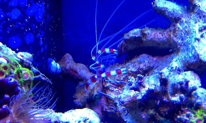 corals inverts - stenopus hispidus - banded coral shrimp stocking in 72 gallons tank - Steve the Red Banded Shrimp