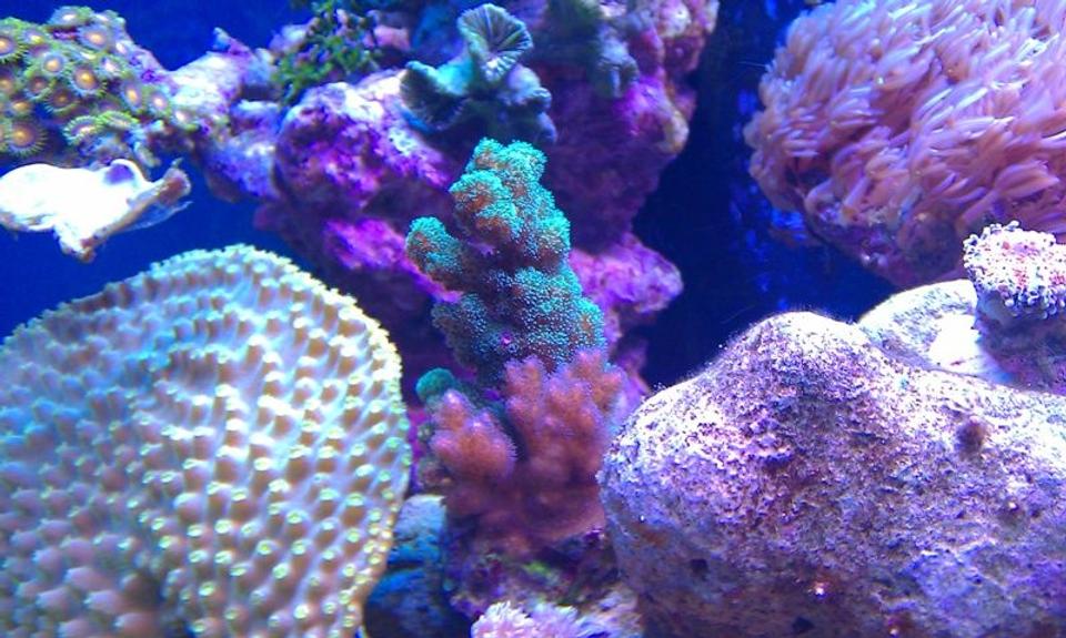 corals inverts - montipora verrucosa - montipora coral, dimpled encrusting stocking in 72 gallons tank - Green & pink SPS