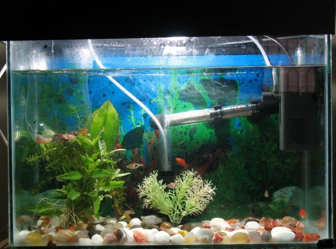 10 gallons planted tank (mostly live plants and fish) - Plants : Amazon Sword , Anachronis 
Fish :  Mollies, Platy, Sword Tail, Rasbora and Male Betta