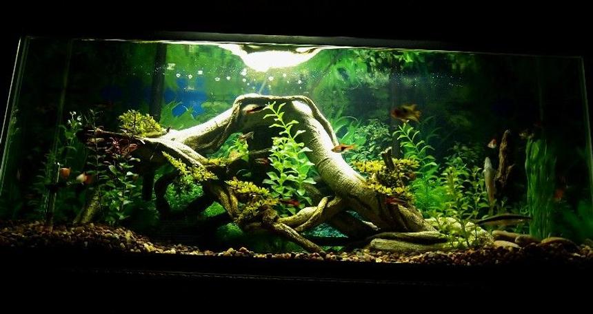 Rated #19: 30 Gallons Freshwater Fish Tank - 30 gallon long.... non-living decor