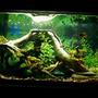 30 gallons freshwater fish tank (mostly fish and non-living decorations) - 30 gallon long.... non-living decor