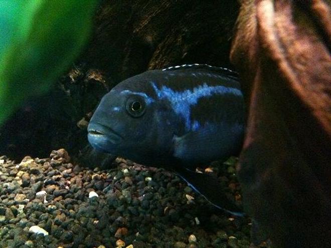 freshwater fish - melanochromis cyaneorhabdos - maingano cichlid stocking in 92 gallons tank