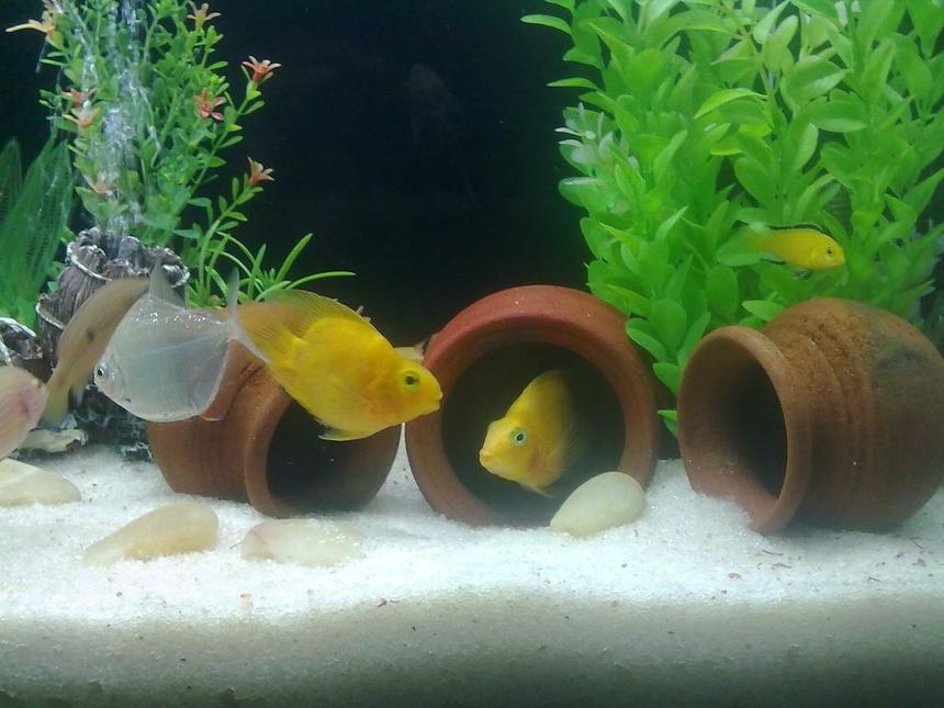 Rated #110: Freshwater Fish - Heros Severus X Amphilophus Citrinellum - Blood Parrot Stocking In 35 Gallons Tank - parrots with yellow morph hiding behind