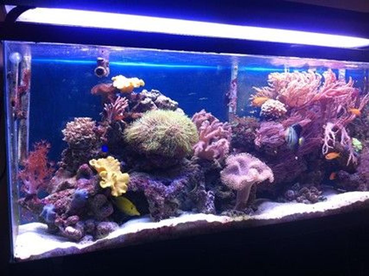 55 gallons reef tank (mostly live coral and fish) - 55 gallon